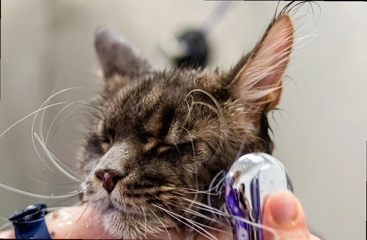 grooming, pet, cat, pet care, animal, feline, pet salon, kitten