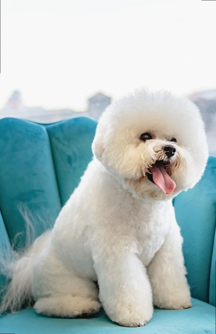 grooming, pet, dog, canine, pet salon, groomer, animal, puppy, pet care
