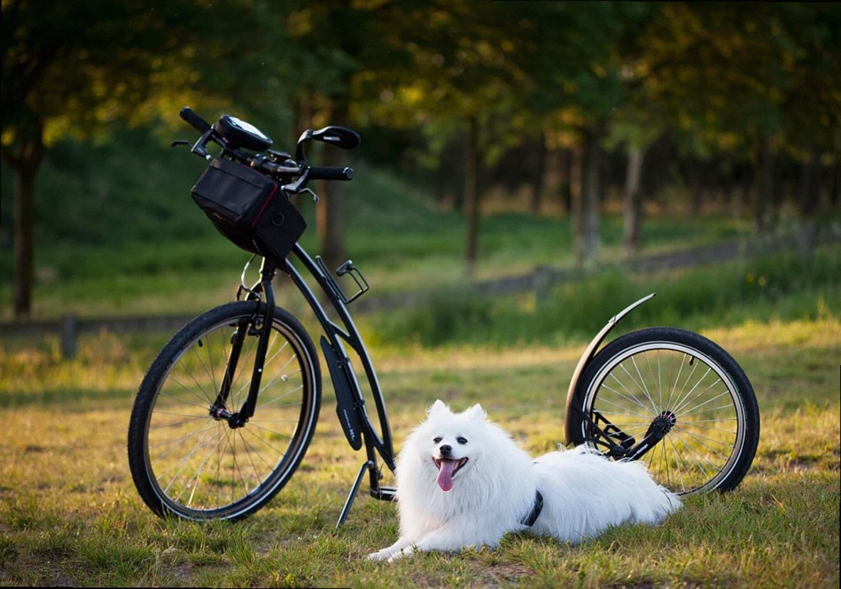 dog, scooter, bicycle, wheels, sport, motion for a resolution, to twist, pet, injury-free, damage, animal, nature, outdo